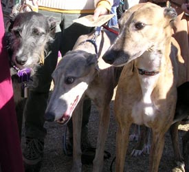 Prinna and hounds