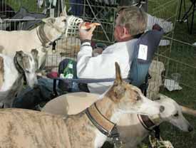 Hungry Hounds