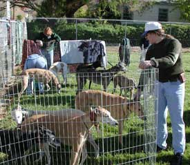 Mike and hounds