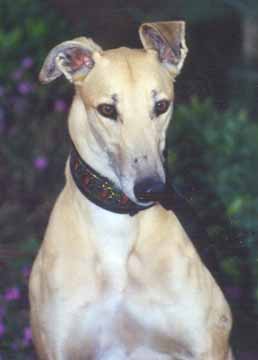 Kurri