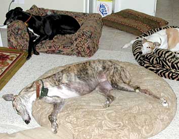 Hounds
