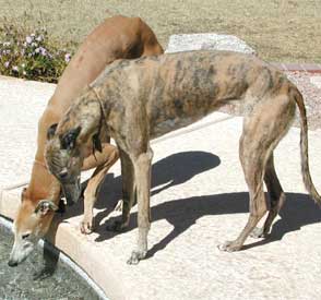 Rahja and Cooper
