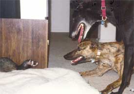 Ferret and Hounds