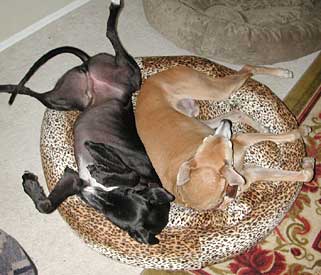 Raven and Cooper