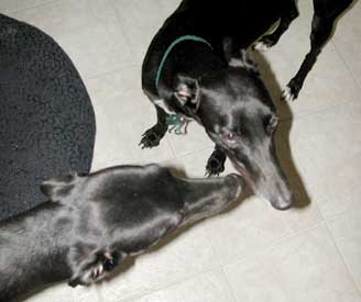 Wesley and Pixel